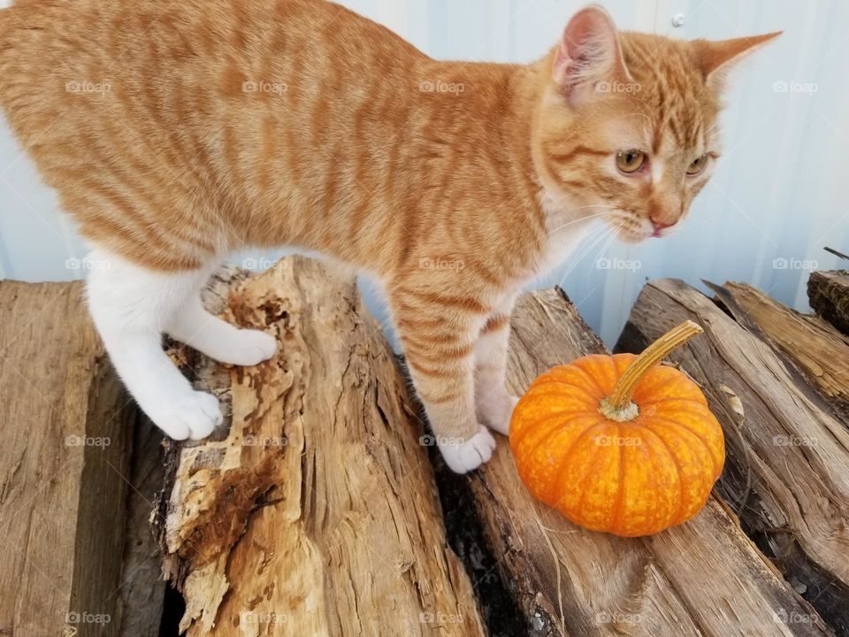 Ginger Tabby Cat 🐈 Standing on a wood pile with a tiny pumpkin 🎃