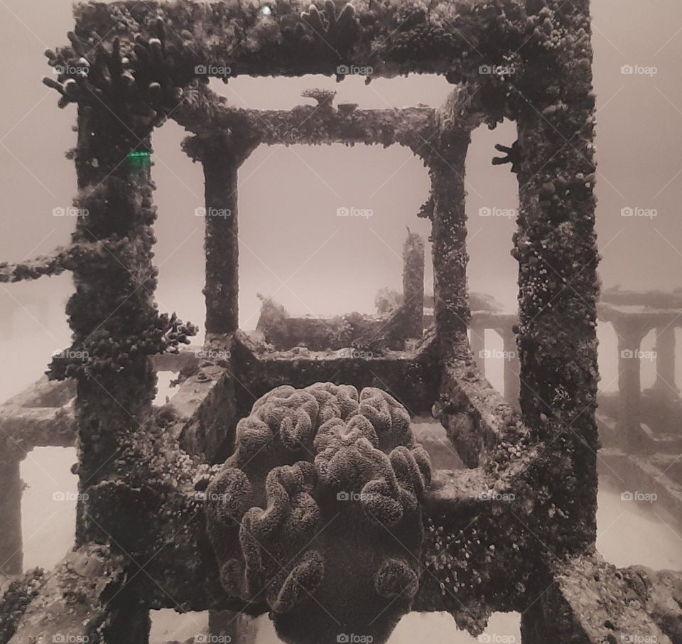 Under the Sea Installation in B&W