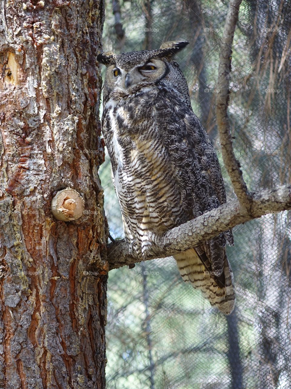 A large Northern Spotted Owl with layers of grey, white, and brown feathers perches on the branch of a pine tree in Central Oregon on a sunny spring day. 