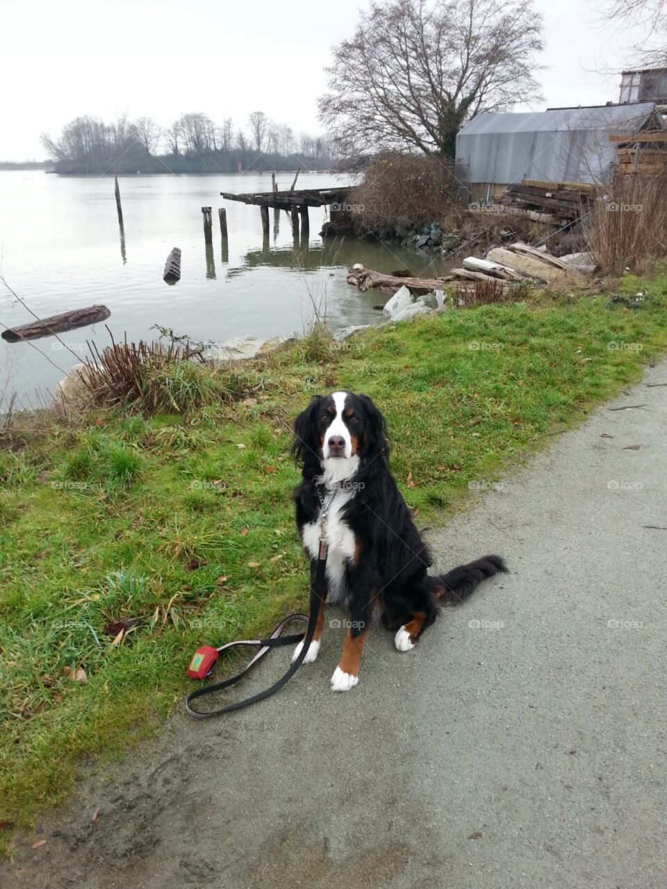 Bernese Mountain dog, Cassie, takes us on a tour along the Fraser River during the Autumn foliage in Vancouver, British Columbia.