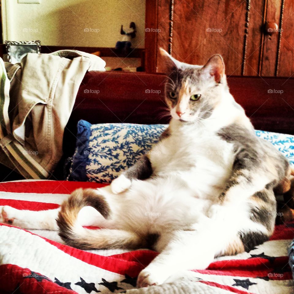 Curly Tailed Cat. My portly kitty Hepburn being silly