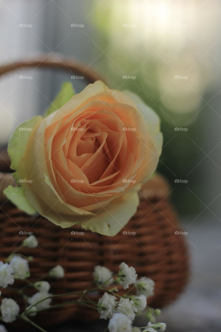Rose flower in a rattan vase
