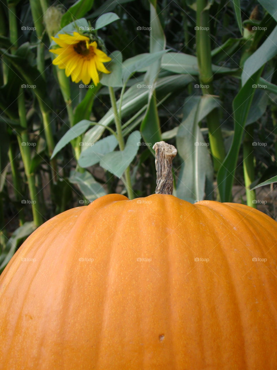 Pumpkin and sunflower 