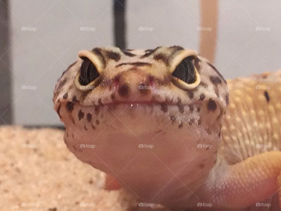 Max the leopard gecko
