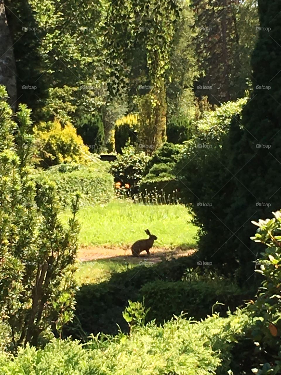 Hare in cemetery