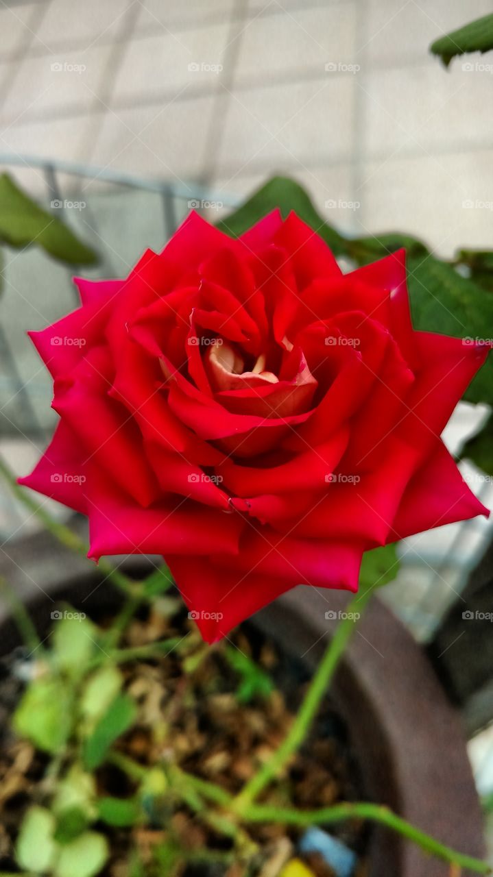 rose
