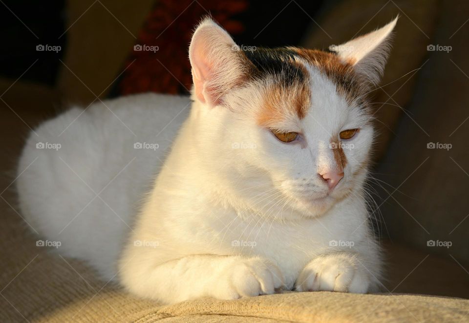 Cat, Mammal, Pet, Portrait, Cute