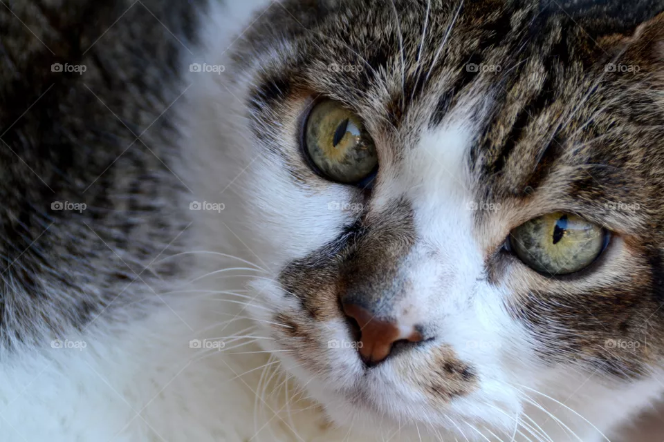 Cute cat