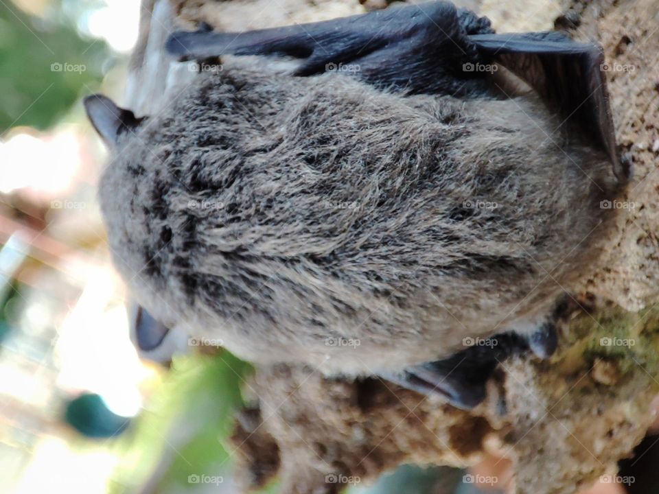 Nathusius's pipistrelle, Animal
