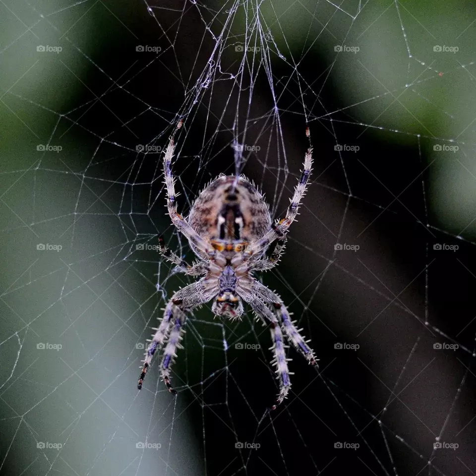 spider