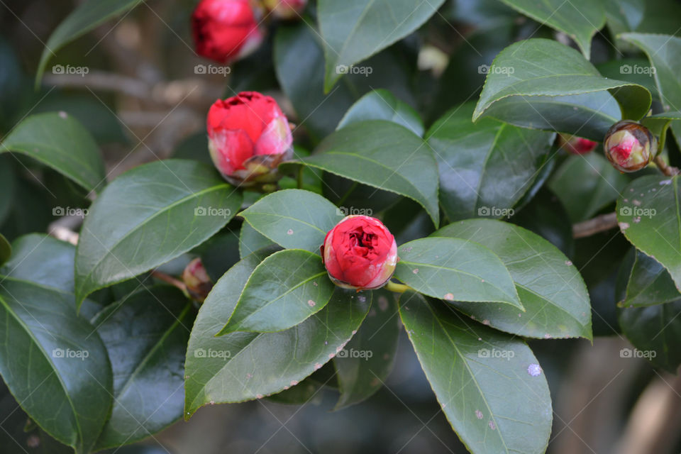 Camellia Buds blooming in Charleston  South Carolina.