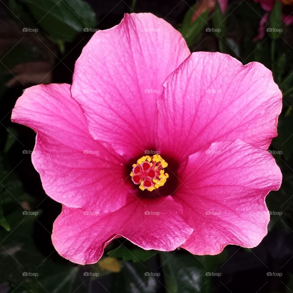 Pink Hibiscus Flower