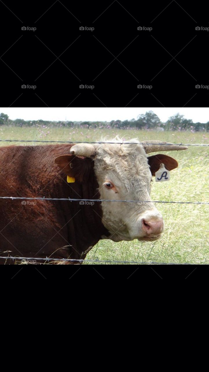 Hereford Bull