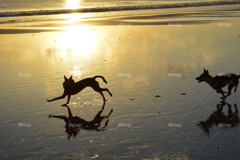 Rescue dogs from the streets of Nicaragua frolicking at sunset on the beach in Nicaragua