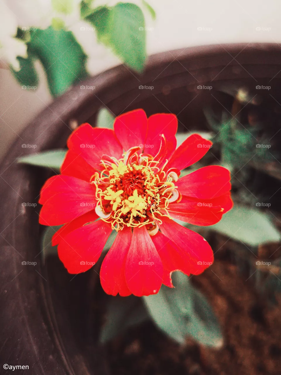 Red Flower