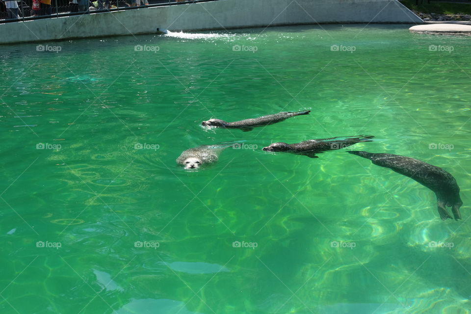 seals