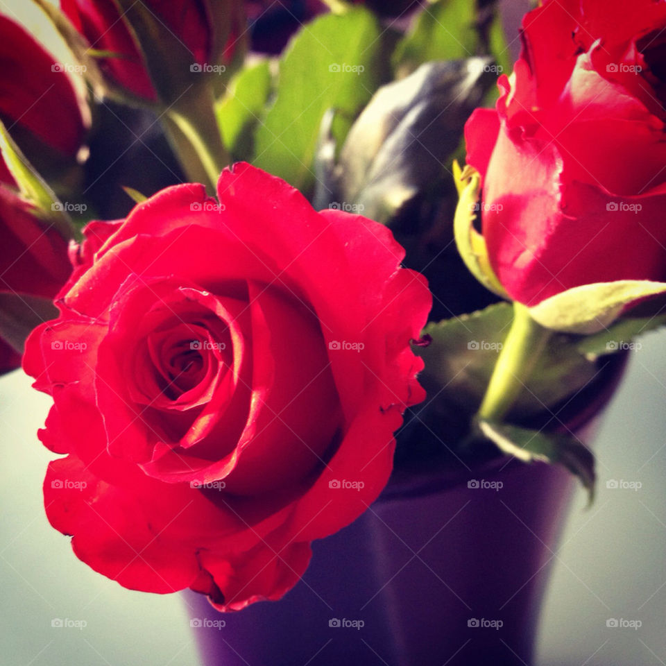 birthday red purple rose by zinnebeelden