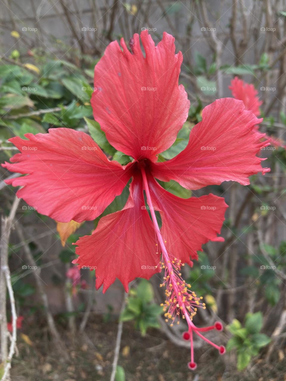 
🌹 🇺🇸 Very beautiful flowers to brighten our day.  Live nature and its beauty. Did you like the delicate petals? / 🇧🇷 Flores muito bonitas para alegrar nosso dia. Viva a natureza e sua beleza. Gostaram das pétalas delicadas? 