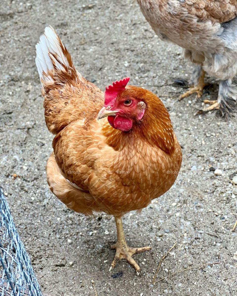 Saci Pererê's chicken