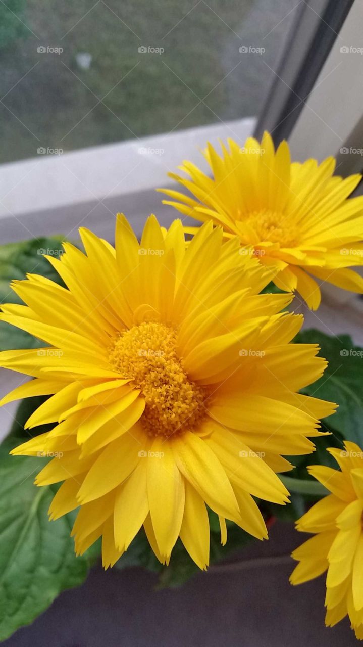 Siamese Twins Conjoined Yellow Flower