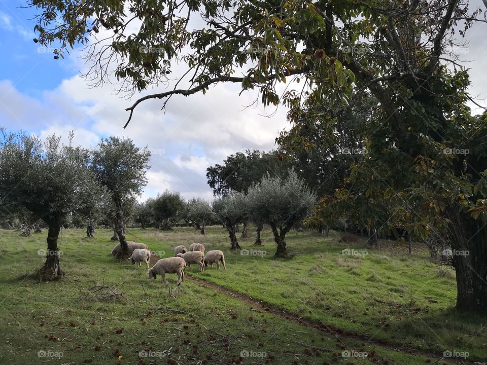 Sheeps & Nature View, Olive Tree, Grass, Castelo de Vide, Portugal