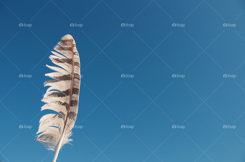 Minimalistic Snaps - hawk feather against a clear sky