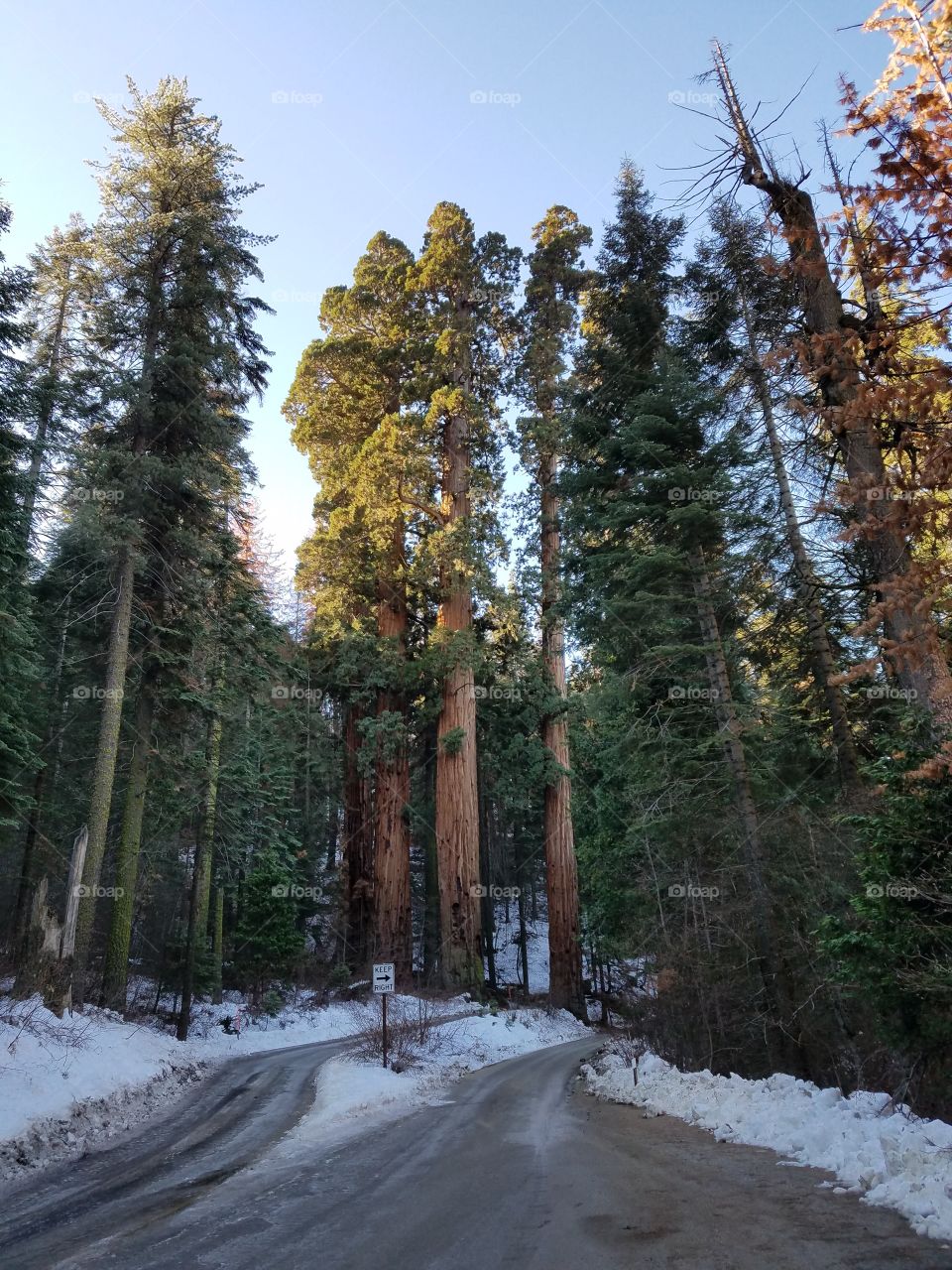 Giant Sequoias