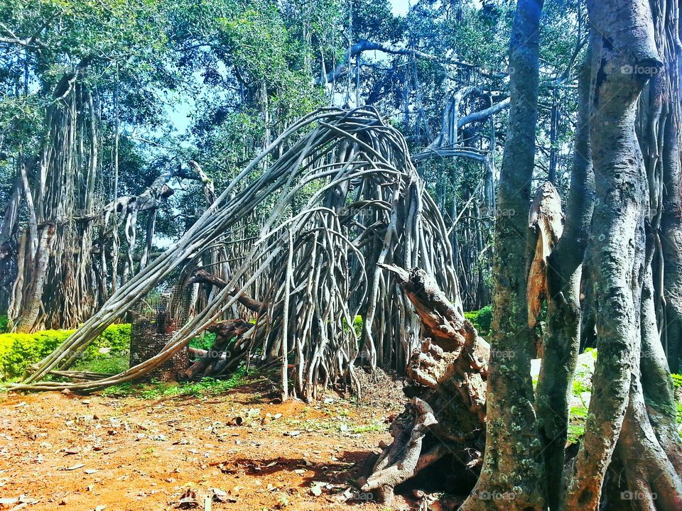 huge tree. huge banyan tree