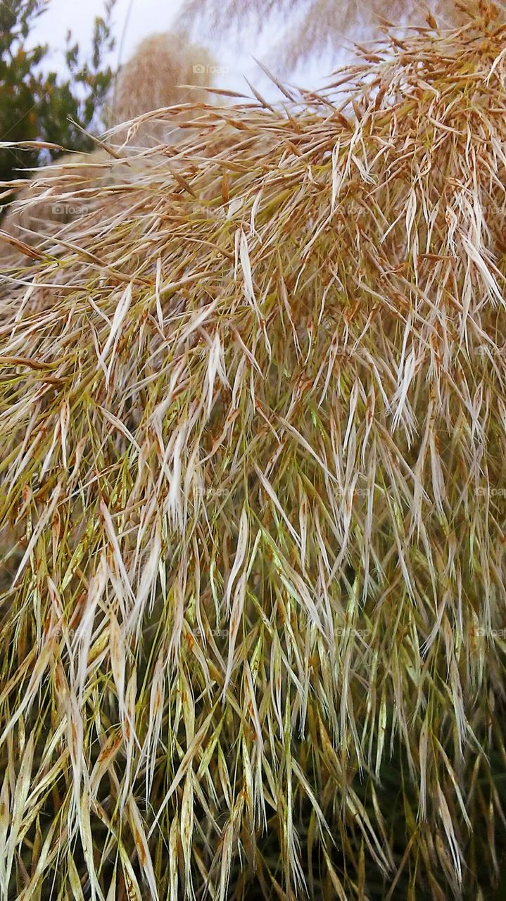 closeup of pampas grass