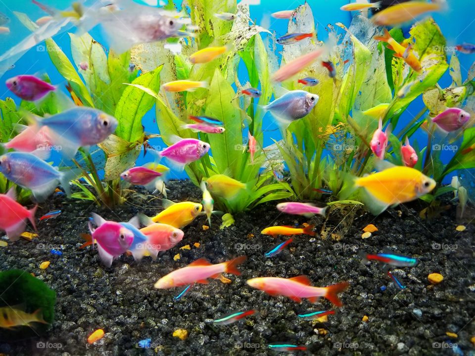 neon fish, colorful, fish tank