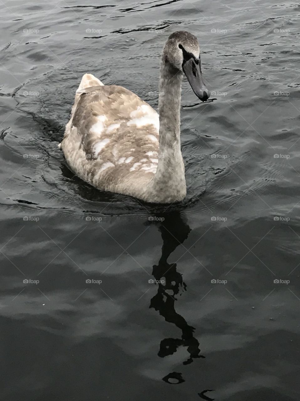 Swan a swimming