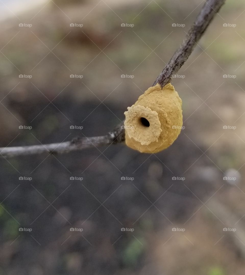 A tiny dried mud nest on a small branch