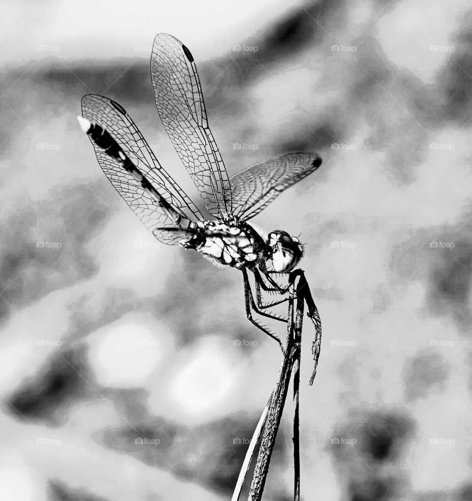 Dragon fly - Black and white style 