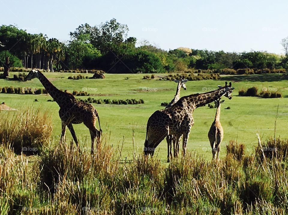 African Safari? Giraffes!