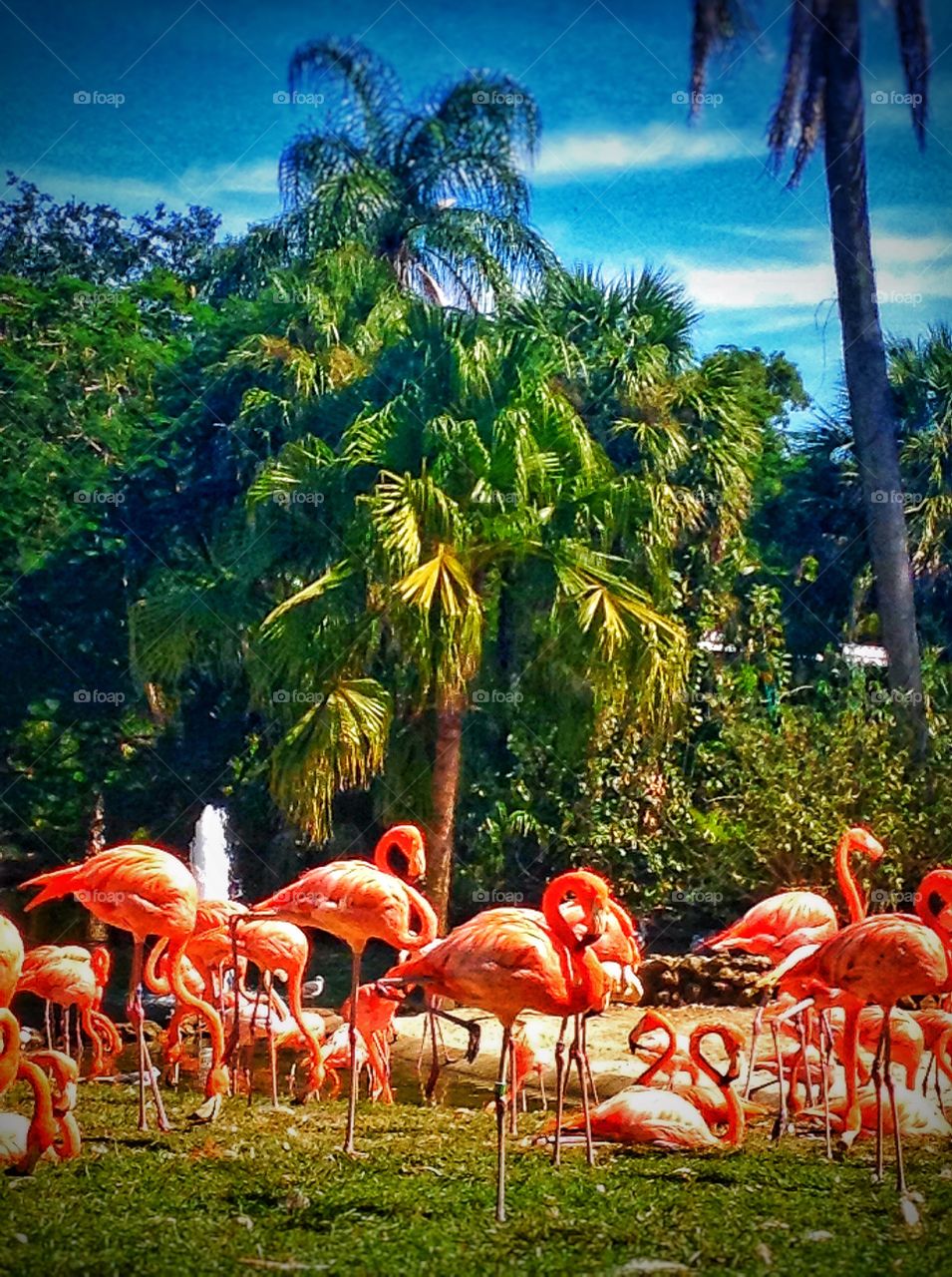 Flamingos...