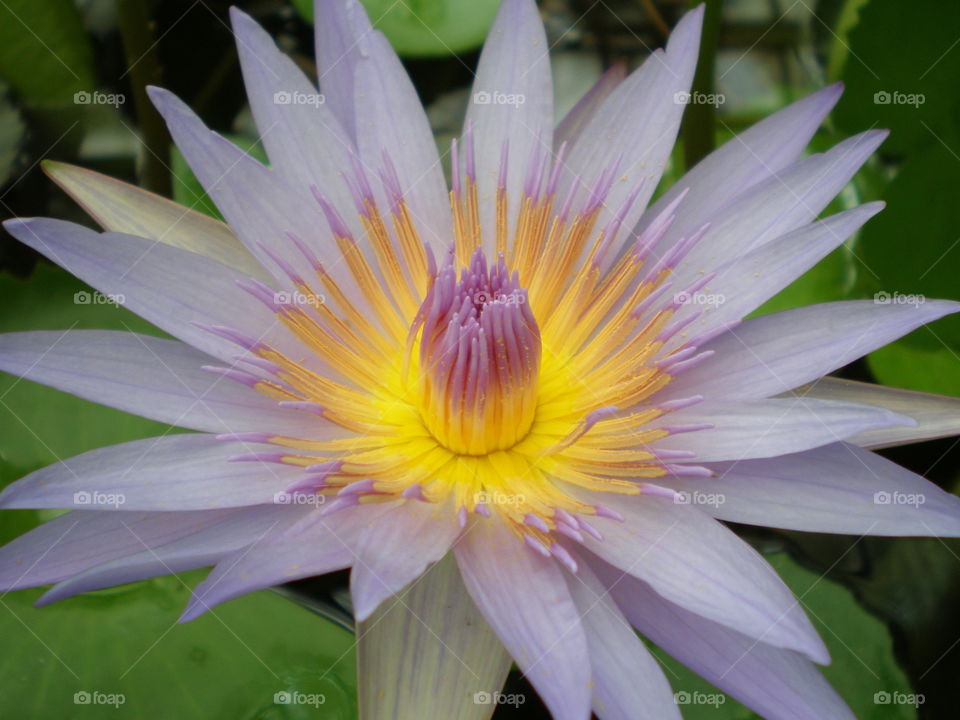 waterlily