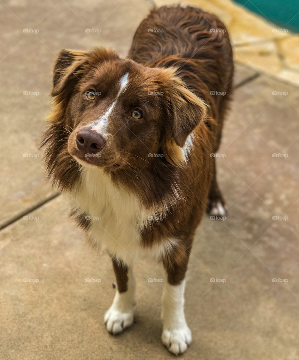 High angle view of a Brown and white border collie looking up 