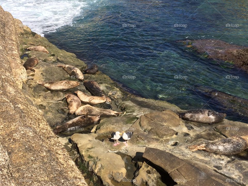 Seals napping @ Diego 