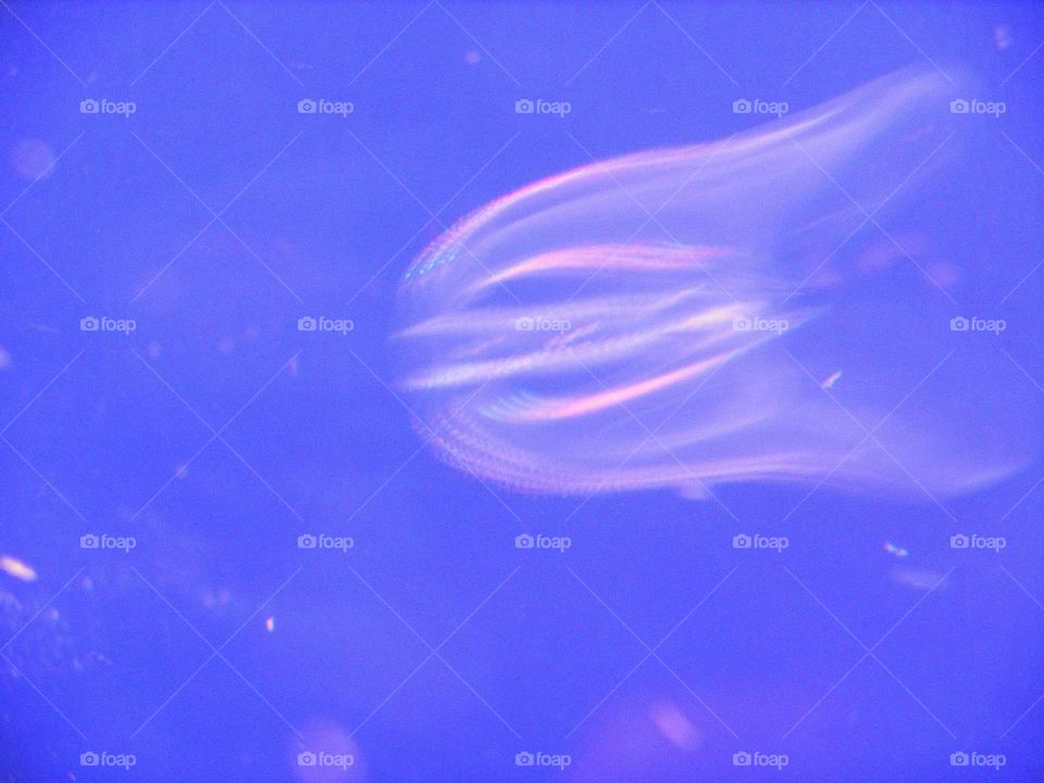 jelly fish