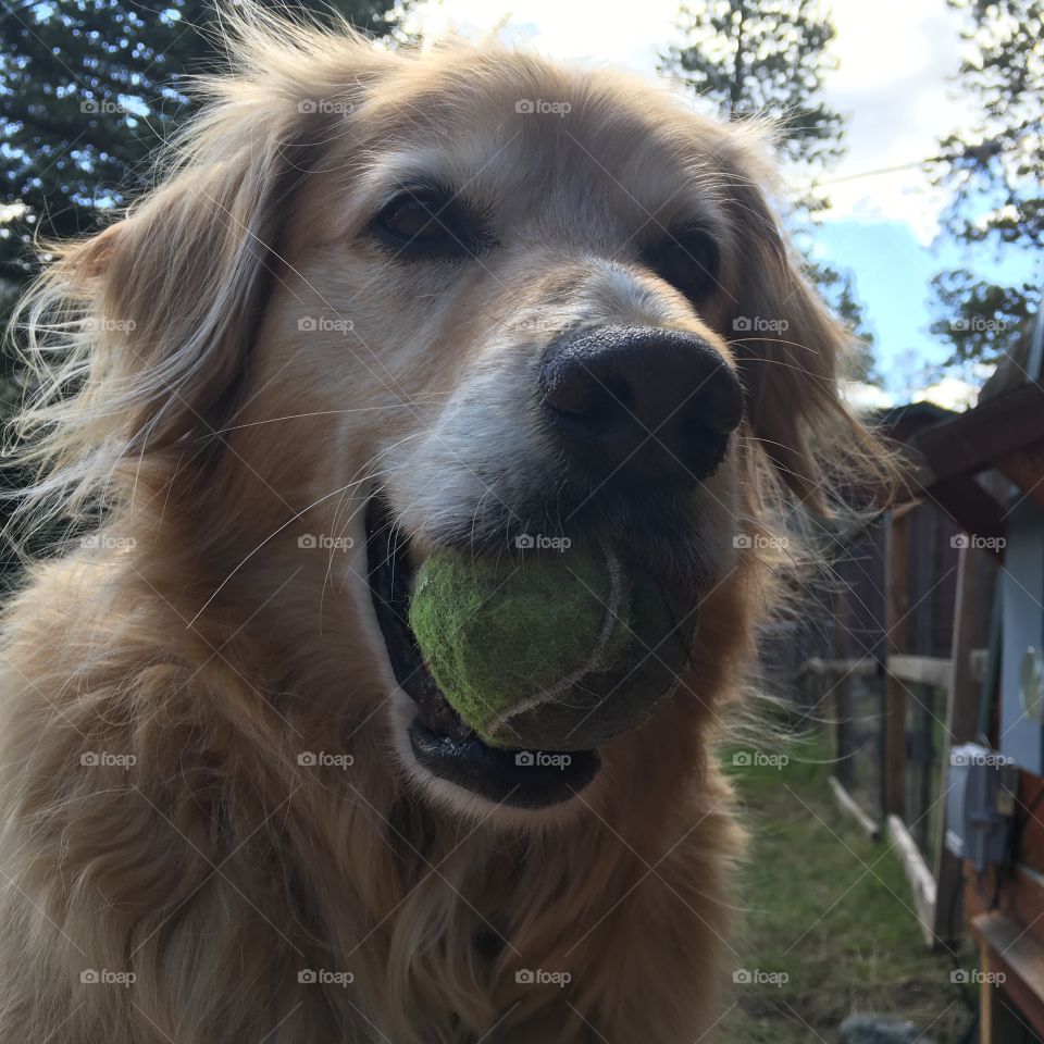 Happy dog with a ball