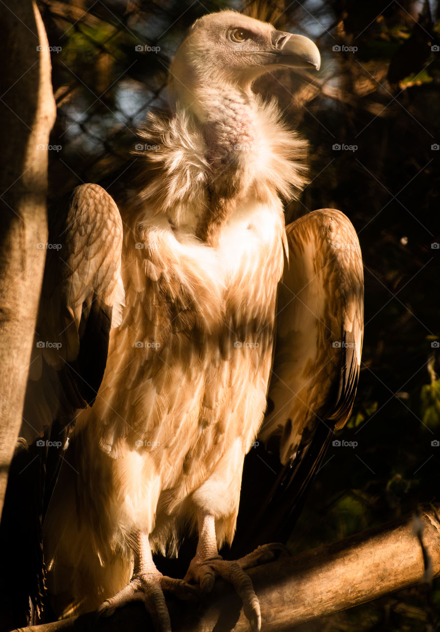 Griffon Vulture