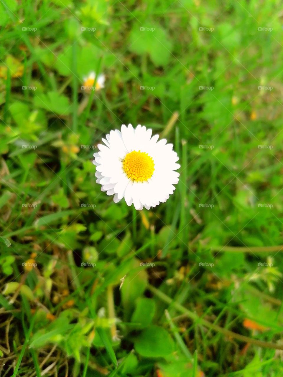 Daisy