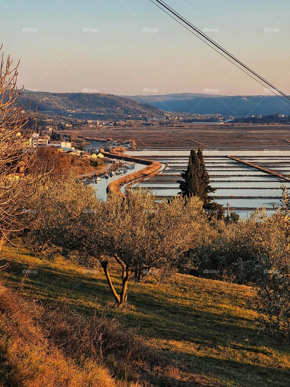 Scenic view of the garden of green olive trees against sunset sky and big lake near Atlantic sea in Slovenia.