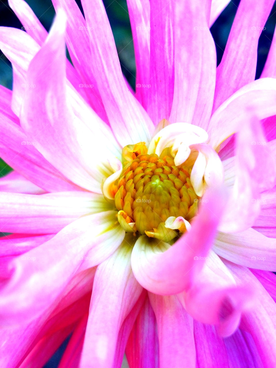 Close-up of pink daisy flower