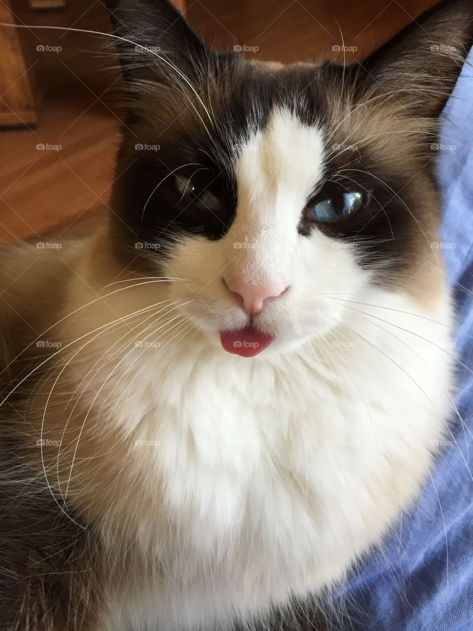 Cat got your tongue . Ronzoni expressing exactly how he feels 