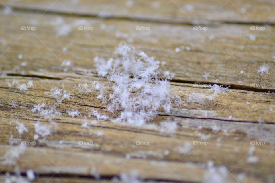 The first flakes of a blizzard 
