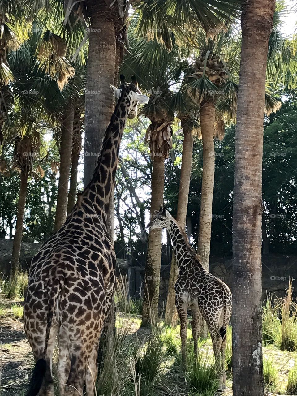 Two giraffes in forest