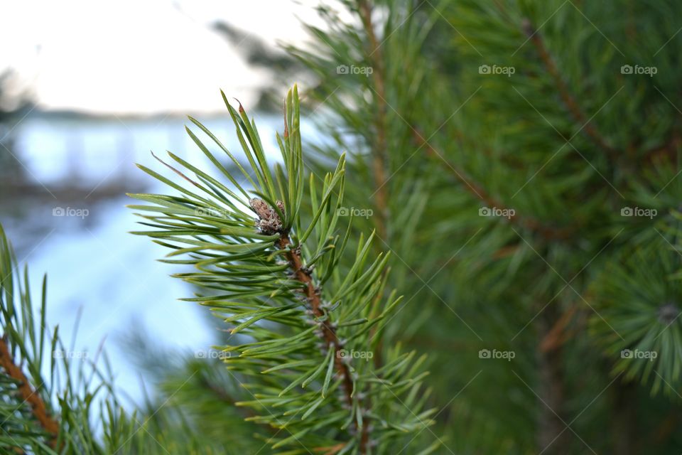 Needle, No Person, Evergreen, Tree, Pine