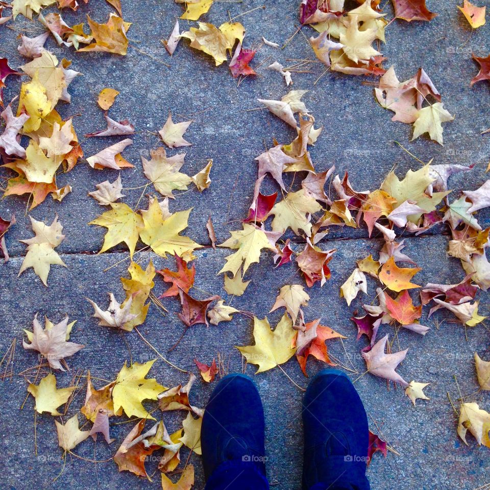 Fallen leaves.