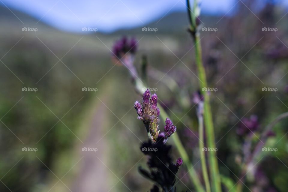 Verbena Brasiliensis Vell